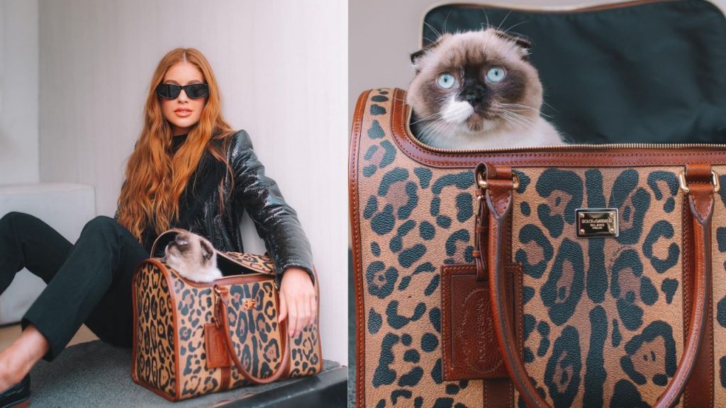dia-do-gato-famosos