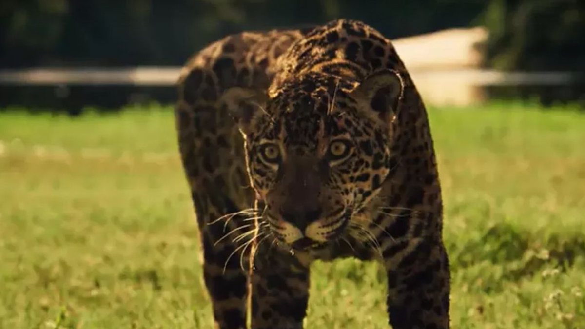 Onça-pintada, porco e mais animais que se destacaram nas novelas